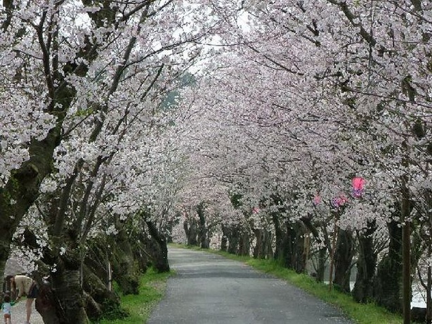 家族連れで賑わう県下屈指の花見の名所「立岡自然公園の桜」