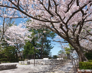 お花見シーズン到来！今、注目されている“九州の桜名所”ベスト5