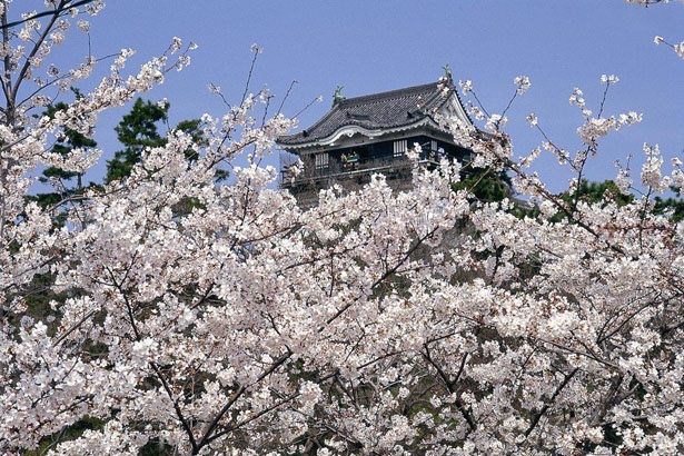 画像1 6 約800本のソメイヨシノに心奪われる 岡崎城の 桜まつり に出かけよう ウォーカープラス