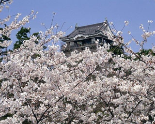 約800本のソメイヨシノに心奪われる！岡崎城の「桜まつり」に出かけよう