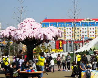 ギネス世界記録にも認定！レゴブロックで作られた”世界最大の桜の木”でお花見レポ