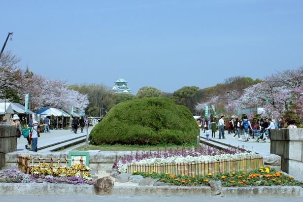 満開近し 大阪城公園の桜をリアルレポ ウォーカープラス