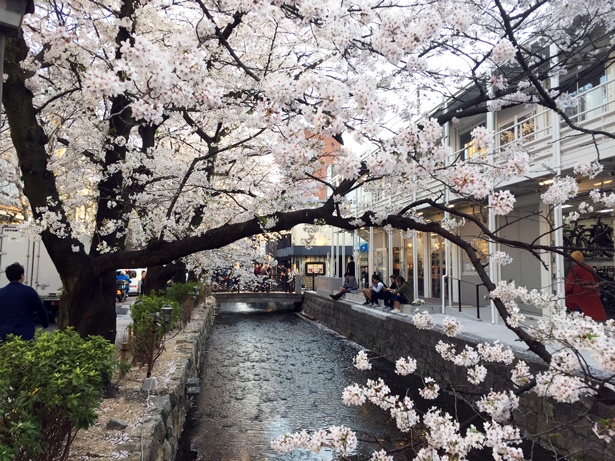 そうだ 週末は京都に行こう 京都 円山公園の桜絶景レポ ウォーカープラス