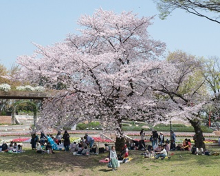 福岡・桜速報！動物たちも可憐な桜にうっとり「福岡市動植物園」