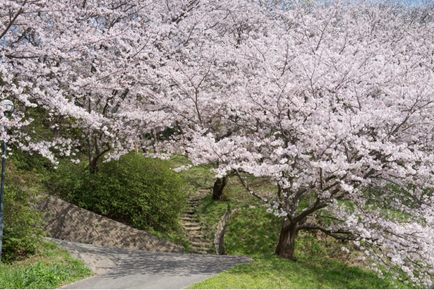 福岡 桜速報 人気の糸島エリアで発見 前原駅すぐの名所 笹山公園 ウォーカープラス