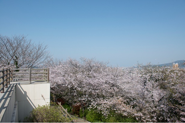 福岡 桜速報 人気の糸島エリアで発見 前原駅すぐの名所 笹山公園 ウォーカープラス