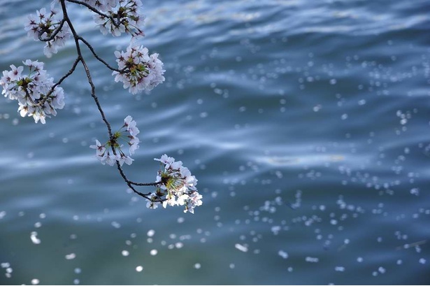 画像6 13 大阪の桜 上から見るか 下から見るか 毛馬桜之宮公園から 現地レポ ウォーカープラス