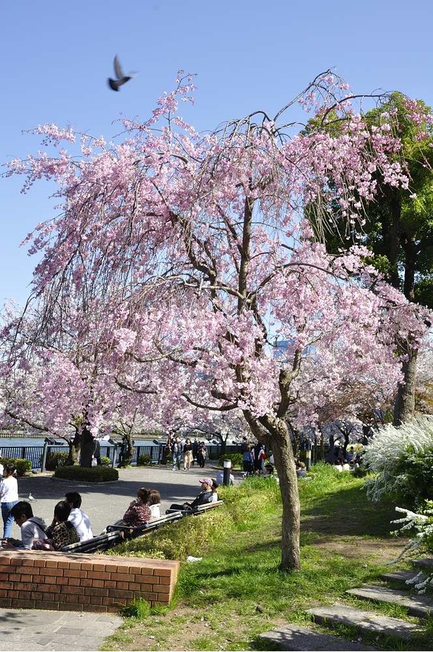 画像7 13 大阪の桜 上から見るか 下から見るか 毛馬桜之宮公園から 現地レポ ウォーカープラス