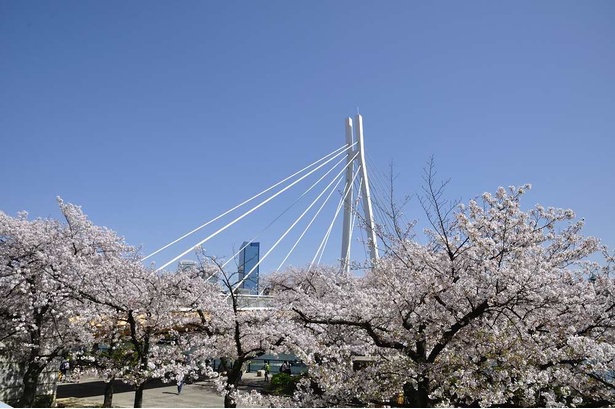 画像9 13 大阪の桜 上から見るか 下から見るか 毛馬桜之宮公園から 現地レポ ウォーカープラス