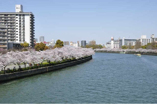 川崎橋から北側を一望する。どこまでも続く桜並木が美しい