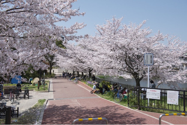 福岡 桜速報 遊具や広いグラウンドもあり ファミリーに人気の 野間大池公園 ウォーカープラス