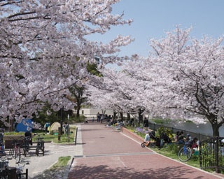 福岡・桜速報！遊具や広いグラウンドもあり。ファミリーに人気の「野間大池公園」