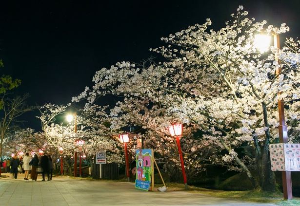 佐賀 桜速報 県下随一の名所 小城公園 ウォーカープラス