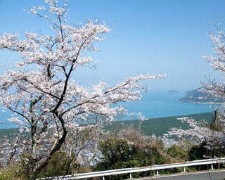佐賀・桜速報！唐津湾をバックに美しい桜が見られる「鏡山」