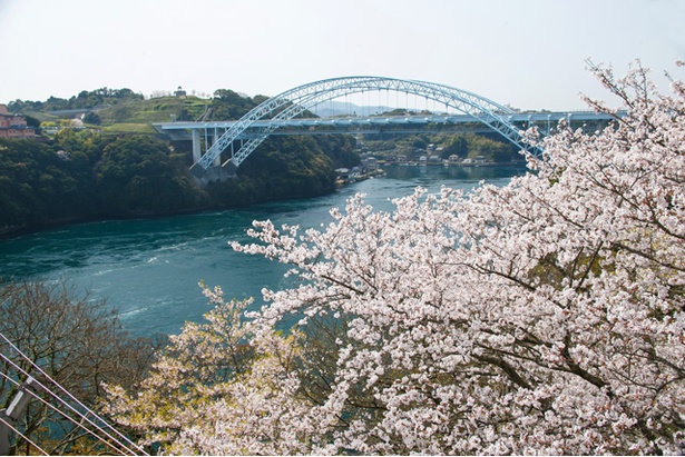 長崎 桜速報 ダイナミックな渦潮と共に多彩な桜を愛でる 西海橋公園 ウォーカープラス