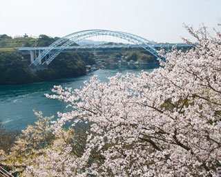 長崎・桜速報！ダイナミックな渦潮と共に多彩な桜を愛でる「西海橋公園」