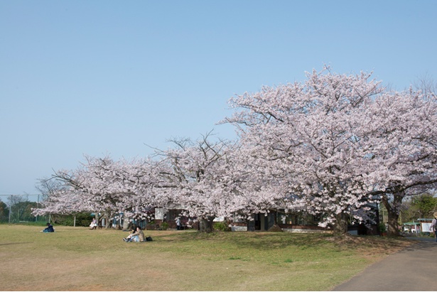 福岡 桜速報 桜 菜の花 ライトアップは圧巻の美しさ のこのしまアイランドパーク ウォーカープラス