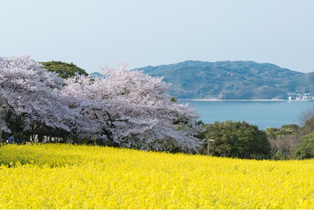 ニュース 速報 桜