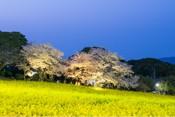 福岡 桜速報 桜 菜の花 ライトアップは圧巻の美しさ のこのしまアイランドパーク ウォーカープラス