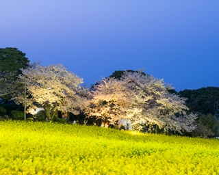 福岡・桜速報！“桜＆菜の花”ライトアップは圧巻の美しさ「のこのしまアイランドパーク」