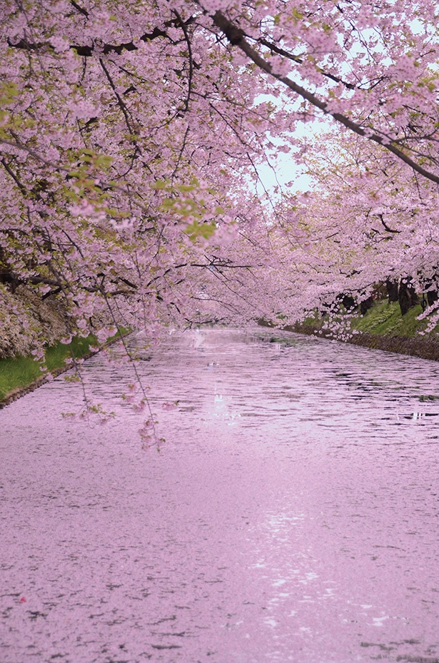 散りゆく美しさ。城下町に広がる“桜のじゅうたん”