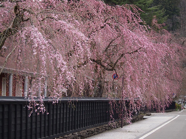 薄紅色に染まるみちのくの小京都