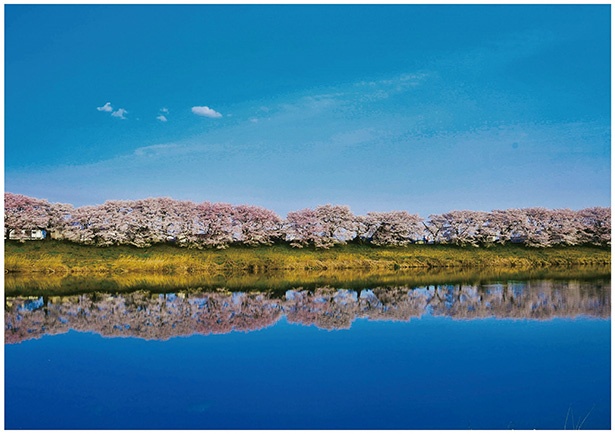 川面に映し出される千本桜が、心に染み入る