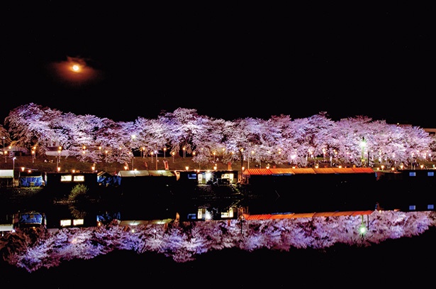 昼も夜も楽しめる鮮やかな並木道