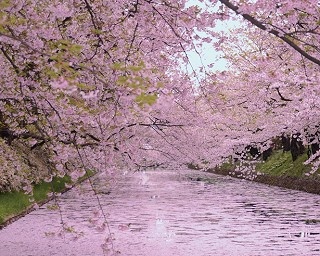 桜の絶景！東北で絶対行きたい桜スポット6選