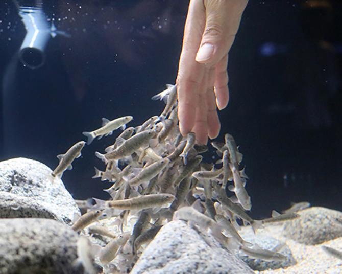 ドクターフィッシュ無料体験にデンキウナギの相性診断も！神戸の劇場型水族館「アトア」の新エリアがおもしろい