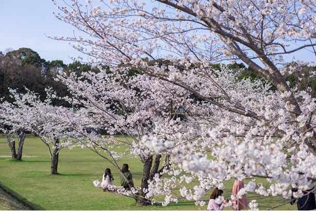 画像10 11 九州の桜名所 満開現地レポート鹿児島編 美しき 絶景桜 撮ってきました ウォーカープラス