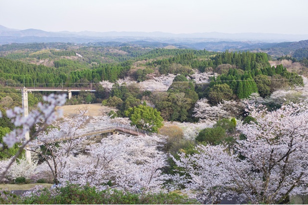 画像8 11 九州の桜名所 満開現地レポート鹿児島編 美しき 絶景桜 撮ってきました ウォーカープラス