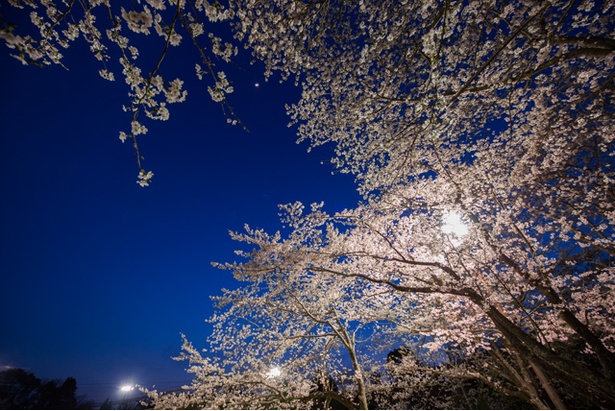 画像11 11 九州の桜名所 満開現地レポート鹿児島編 美しき 絶景桜 撮ってきました ウォーカープラス