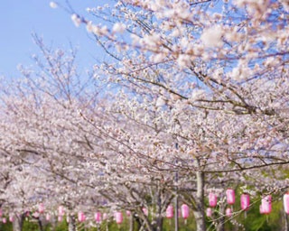 九州の桜名所・満開現地レポート鹿児島編！美しき“絶景桜”撮ってきました！