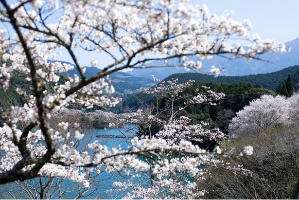 市房ダムの桜