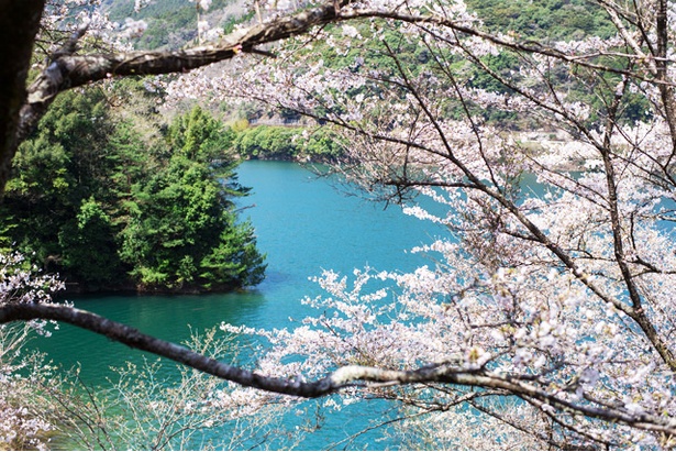 市房ダムの桜