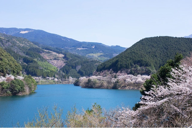 市房ダムの桜