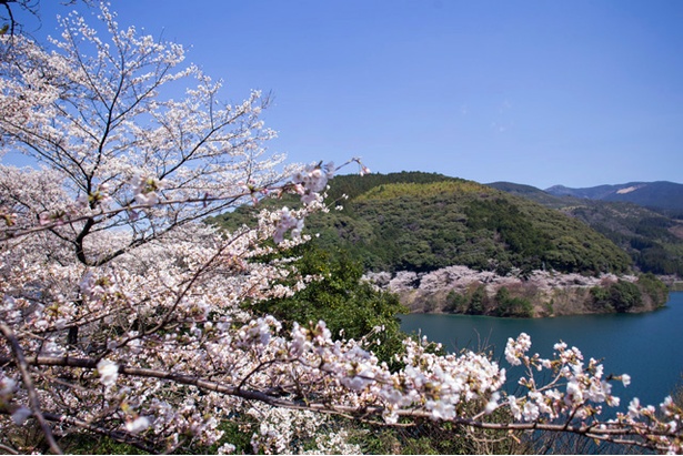 市房ダムの桜