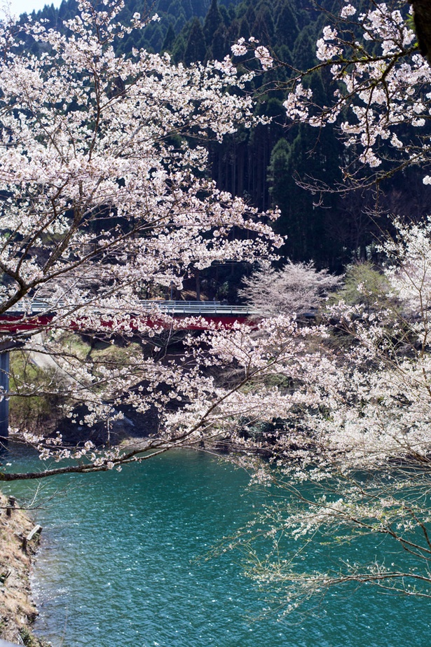 市房ダムの桜