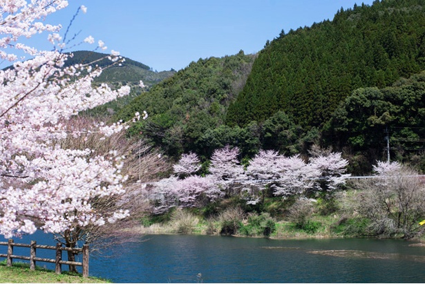 市房ダムの桜