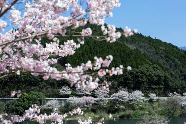 市房ダムの桜