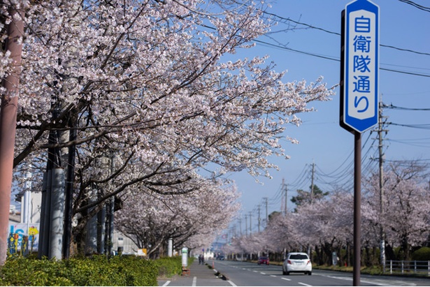 自衛隊通りの桜