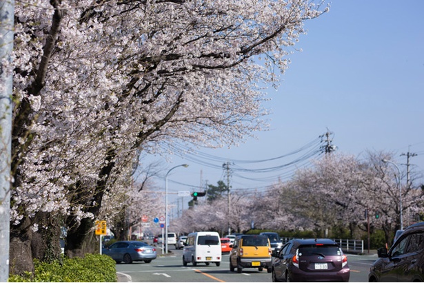 自衛隊通りの桜