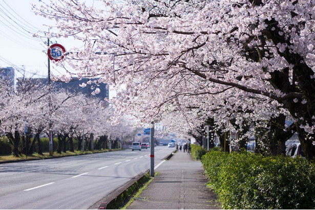 自衛隊通りの桜