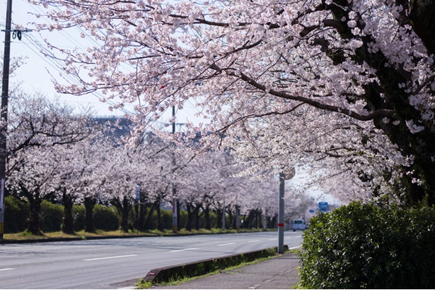 自衛隊通りの桜