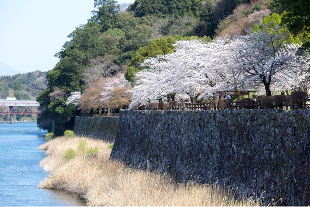 人吉城跡の桜