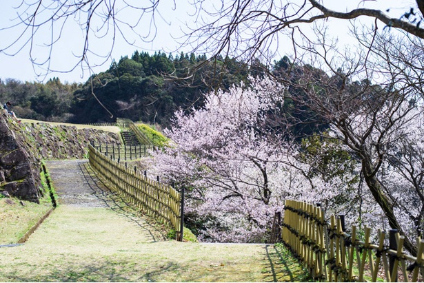 人吉城跡の桜