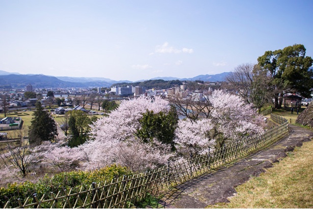 人吉城跡の桜