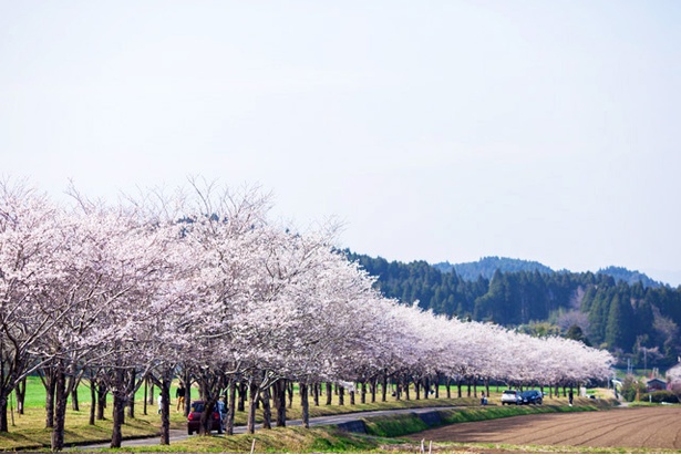 まきばの桜