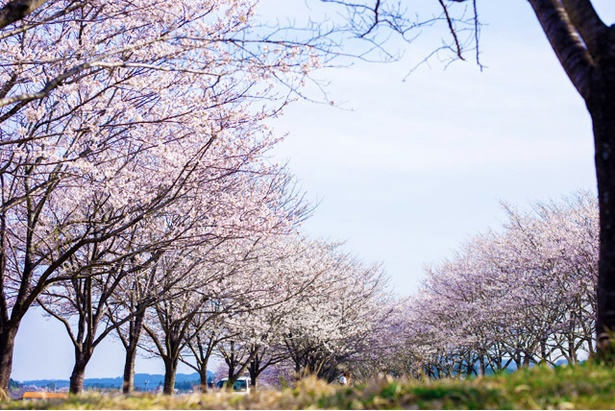 まきばの桜